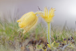 Pulsatilla vernalis (Ranunculaceae)  - Pulsatille printanière, Pulsatille de printemps, Anémone printanière, Anémone de printemps Savoie [France] 05/06/2016 - 2370m