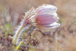 Pulsatilla vernalis (Ranunculaceae)  - Pulsatille printanière, Pulsatille de printemps, Anémone printanière, Anémone de printemps Savoie [France] 05/06/2016 - 2370m