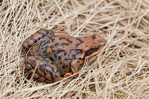 Rana temporaria (Ranidae)  - Grenouille rousse - Grass Frog Savoie [France] 05/06/2016 - 2370m