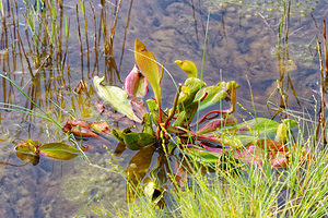 Sarracenia purpurea (Sarraceniaceae)  - Sarracénie pourpre - Pitcher Plant Doubs [France] 08/06/2016 - 840m