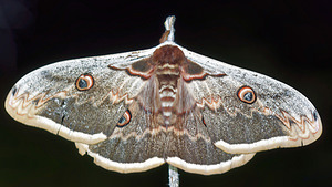 Saturnia pyri (Saturniidae)  - Grand Paon de nuit - Great Peacock Moth Hautes-Alpes [France] 03/06/2016 - 1140m