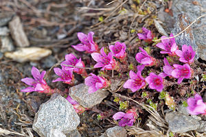 Saxifraga oppositifolia (Saxifragaceae)  - Saxifrage à feuilles opposées, Saxifrage glanduleuse - Purple Saxifrage Hautes-Alpes [France] 03/06/2016 - 2510m