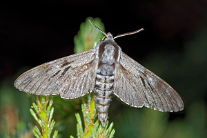 Sphinx pinastri (Sphingidae)  - Sphinx du Pin - Pine Hawk-moth Hautes-Alpes [France] 01/06/2016 - 1130m