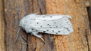 Spilosoma lubricipeda (Erebidae)  - Ecaille tigrée - White Ermine Hautes-Alpes [France] 02/06/2016 - 1090m