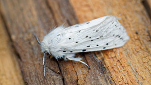 Spilosoma lubricipeda (Erebidae)  - Ecaille tigrée - White Ermine Hautes-Alpes [France] 02/06/2016 - 1090m