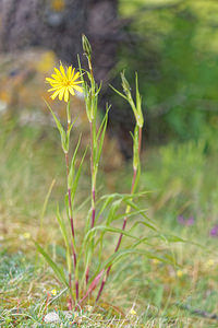 Tragopogon pratensis (Asteraceae)  - Salsifis des prés - Goat's-beard Hautes-Alpes [France] 01/06/2016 - 1070m