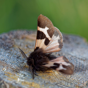 Watsonarctia deserta (Erebidae)  - Ecaille chaste, Ecaille saumon Hautes-Alpes [France] 03/06/2016 - 1100m