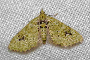 Chloroclystis v-ata (Geometridae)  - Eupithécie couronnée - V-pug Pas-de-Calais [France] 15/07/2016 - 60m