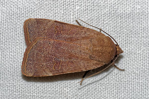 Noctua comes (Noctuidae)  - Hulotte - Lesser Yellow Underwing Pas-de-Calais [France] 15/07/2016 - 60m