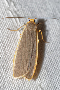 Nyea lurideola (Erebidae)  - Lithosie complanule, Lithosie plombée - Common Footman Pas-de-Calais [France] 15/07/2016 - 60m