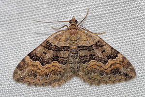 Xanthorhoe quadrifasiata (Geometridae)  - Phalène quadrifasciée - Large Twin-spot Carpet Pas-de-Calais [France] 15/07/2016 - 60m