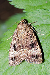 Amphipyra pyramidea (Noctuidae)  - Pyramide - Copper Underwing Pas-de-Calais [France] 27/08/2016 - 80m