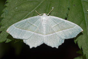 Campaea margaritaria (Geometridae)  - Céladon Pas-de-Calais [France] 27/08/2016 - 80m