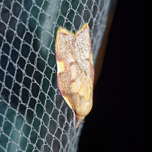 Carcina quercana (Depressariidae)  Pas-de-Calais [France] 27/08/2016 - 80m