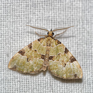 Colostygia pectinataria (Geometridae)  - Cidarie verdâtre - Green Carpet Pas-de-Calais [France] 29/08/2016 - 60m