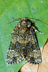 Craniophora ligustri (Noctuidae)  - Troënière - Coronet Pas-de-Calais [France] 28/08/2016 - 80m