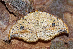 Drepana falcataria (Drepanidae)  - Faucille - Pebble Hook-tip Aisne [France] 13/08/2016 - 90m