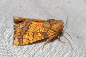 Gortyna flavago (Noctuidae)  - Drap d'Or, Noctuelle des Artichauts - Frosted Orange Pas-de-Calais [France] 29/08/2016 - 60m