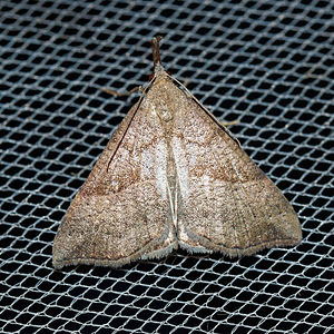 Hypena proboscidalis (Erebidae)  - Noctuelle à museau - Snout Pas-de-Calais [France] 27/08/2016 - 90m