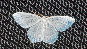 Jodis lactearia (Geometridae)  - Hémithée éruginée - Little Emerald Pas-de-Calais [France] 27/08/2016 - 80m