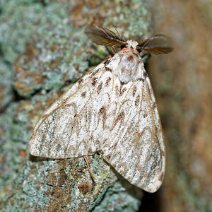 Lymantria monacha (Erebidae)  - Nonne - Black Arches Aisne [France] 13/08/2016 - 90m