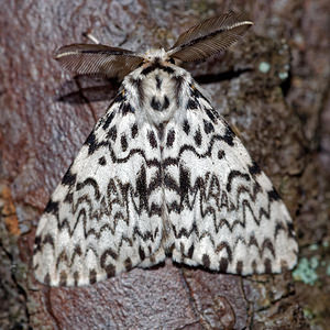 Lymantria monacha (Erebidae)  - Nonne - Black Arches Marne [France] 15/08/2016 - 250m