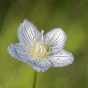 Parnassia palustris Parnassie des marais, Hépatique blanche Grass-of-Parnassus