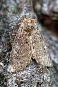 Tethea or (Drepanidae)  - Or, Double-Bande brune - Poplar Lutestring Marne [France] 15/08/2016 - 250m