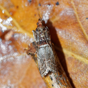 Acrobasis advenella (Pyralidae)  - Phycide de l'aubepine Philippeville [Belgique] 03/09/2016 - 220m