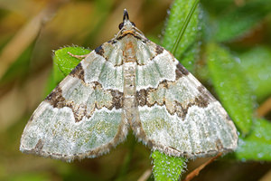 Colostygia pectinataria (Geometridae)  - Cidarie verdâtre - Green Carpet Philippeville [Belgique] 03/09/2016 - 220m