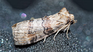 Cymatophorina diluta (Drepanidae)  - Cymatophore délayée,  Diluée Philippeville [Belgique] 03/09/2016 - 220m