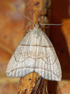 Herminia grisealis (Erebidae)  - Herminie grise - Small Fan-foot Philippeville [Belgique] 03/09/2016 - 220m