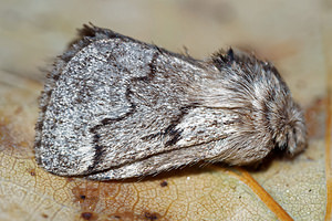 Trichiura crataegi (Lasiocampidae)  - Bombyx de l'Aubépine - Pale Eggar Philippeville [Belgique] 03/09/2016 - 220m