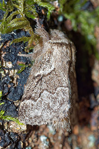 Trichiura crataegi (Lasiocampidae)  - Bombyx de l'Aubépine - Pale Eggar Philippeville [Belgique] 03/09/2016 - 220m