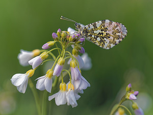 Anthocharis cardamines (Pieridae)  - Aurore - Orange-tip Marne [France] 16/04/2017 - 230m