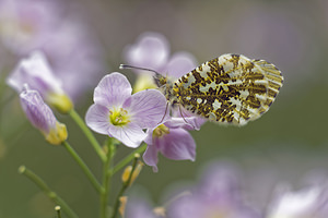 Anthocharis cardamines (Pieridae)  - Aurore - Orange-tip Marne [France] 16/04/2017 - 260m