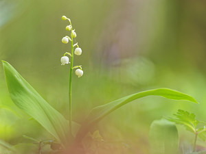 Convallaria majalis (Asparagaceae)  - Muguet de mai, Muguet, Clochette des bois - Lily-of-the-valley  [France] 16/04/2017 - 260m