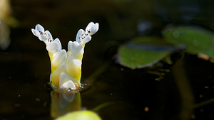 Aponogeton distachyos (Aponogetonaceae)  - Aponogéton à deux épis - Cape-pondweed Nord [France] 17/05/2017 - 40m