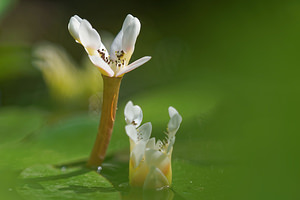 Aponogeton distachyos (Aponogetonaceae)  - Aponogéton à deux épis - Cape-pondweed Nord [France] 22/05/2017 - 40m