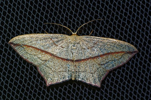 Timandra comae (Geometridae)  - Timandre aimée - Blood-vein Nord [France] 24/05/2017 - 50m