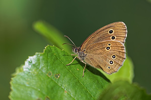 Aphantopus hyperantus (Nymphalidae)  - Tristan - Ringlet Doubs [France] 28/06/2017 - 750m