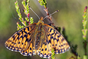 Boloria aquilonaris (Nymphalidae)  - Nacré de la Canneberge Jura [France] 30/06/2017 - 870m