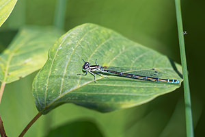Coenagrion puella Agrion jouvencelle Azure Damselfly