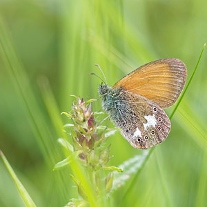 Coenonympha glycerion (Nymphalidae)  - Fadet de la Mélique Doubs [France] 28/06/2017 - 750m