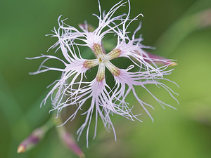 Dianthus superbus (Caryophyllaceae)  - oeillet superbe, oeillet magnifique, oeillet à plumet - Large Pink Doubs [France] 30/06/2017 - 840m