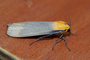 Lithosia quadra (Erebidae)  - Lithosie quadrille - Four-spotted Footman Philippeville [Belgique] 25/06/2017 - 220m