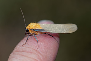 Lithosia quadra (Erebidae)  - Lithosie quadrille - Four-spotted Footman Philippeville [Belgique] 25/06/2017 - 220m