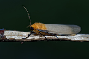 Lithosia quadra (Erebidae)  - Lithosie quadrille - Four-spotted Footman Meuse [France] 26/06/2017 - 360m