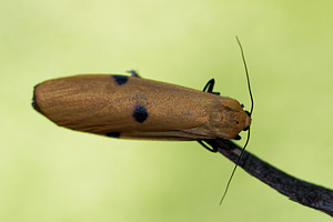 Lithosia quadra (Erebidae)  - Lithosie quadrille - Four-spotted Footman Meuse [France] 26/06/2017 - 360m