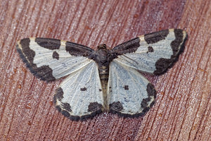 Lomaspilis marginata (Geometridae)  - Bordure entrecoupée, Marginée - Clouded Border Philippeville [Belgique] 25/06/2017 - 220m